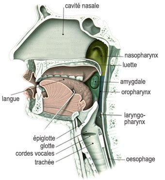 Larynx: Un Chant Détourné et Déstructuré de la Voix Humaine